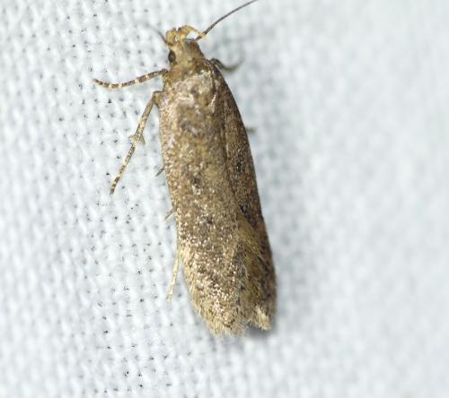Bryotropha terrella